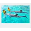 Dolphin Tours in Roatan