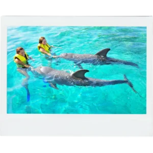 Dolphin Tours in Roatan