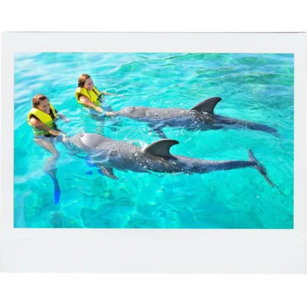 Dolphin Tours in Roatan