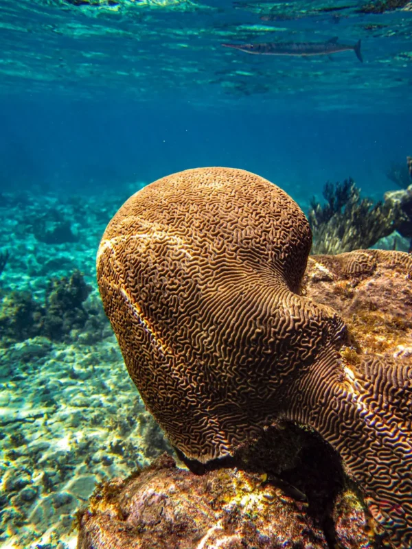 Boat Snorkeling - Image 3