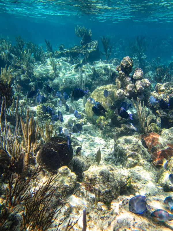 Boat Snorkeling - Image 5