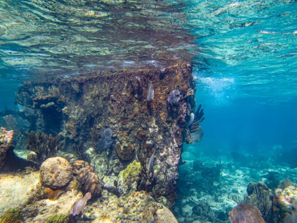 Boat Snorkeling - Image 6