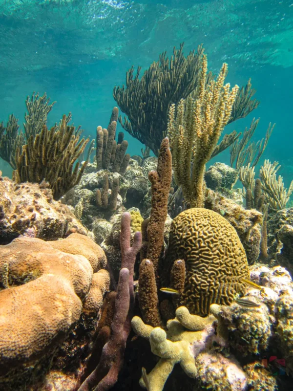 Boat Snorkeling - Image 14