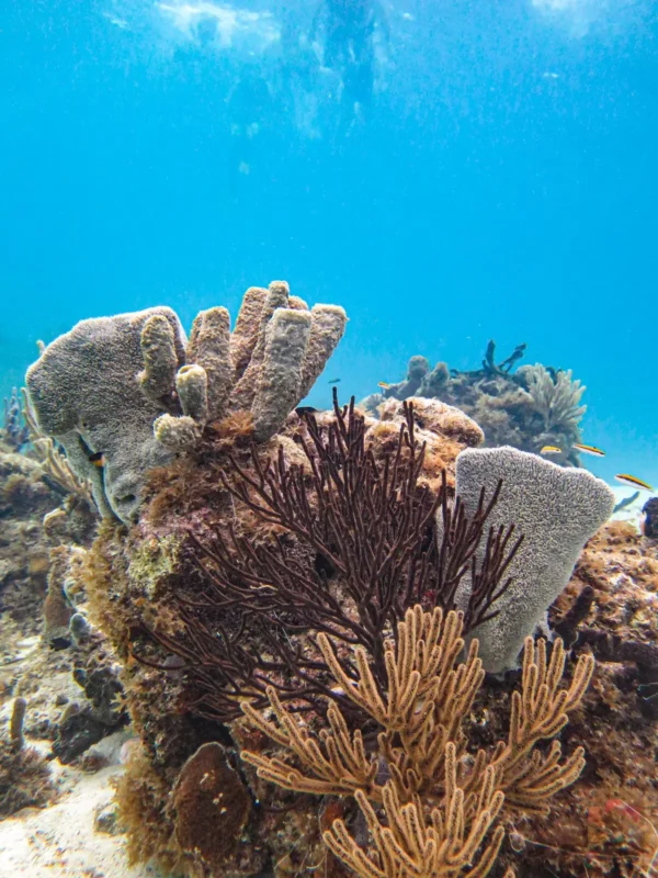 Boat Snorkeling - Image 13